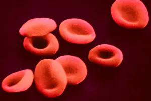 Corpuscles Prints: Red Blood Cells, under a microscope (SEM)