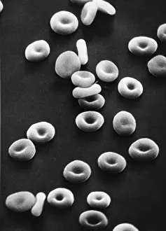 Corpuscles Prints: Red Blood Cells, under a microscope (SEM)