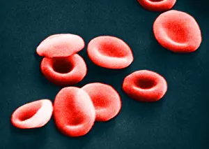 Corpuscles Prints: Red Blood Cells, under a microscope (SEM)