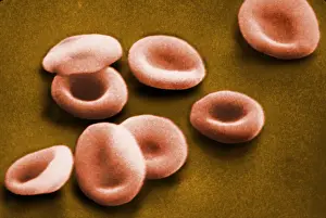 Corpuscles Prints: Red Blood Cells, under a microscope (SEM)