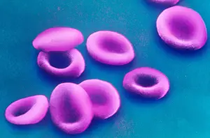 Corpuscles Prints: Red Blood Cells, under a microscope (SEM)