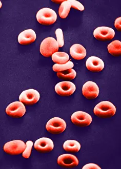 Corpuscles Prints: Red Blood Cells, under a microscope (SEM)