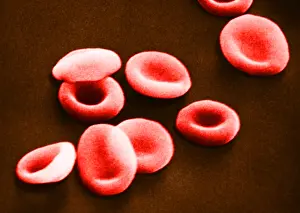 Non Pathological Prints: Red Blood Cells, under a microscope (SEM)