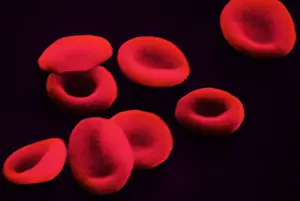 Non Pathological Prints: Red Blood Cells, under a microscope (SEM)
