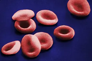 Non Pathological Prints: Red Blood Cells, under a microscope (SEM)