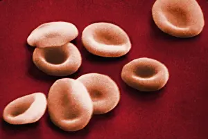 Histology Prints: Red Blood Cells, under a microscope (SEM)