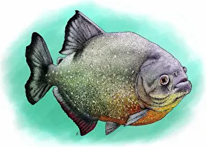 Piranha Prints: Red breasted piranha