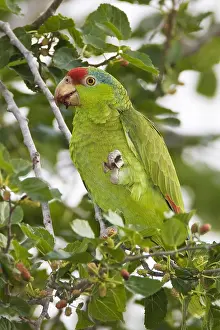: Red-crowned Parrot