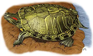 Natural Prints: Red Eared Slider