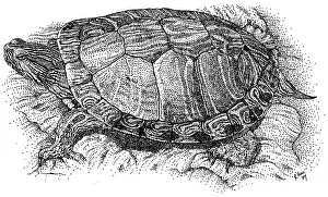Natural Prints: Red Eared Slider