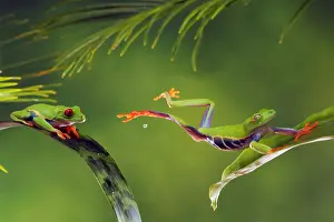 Leaping Prints: Red-Eyed Tree Frog