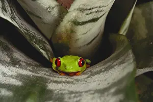 Misc 2 Prints: Red-Eyed Tree Frog