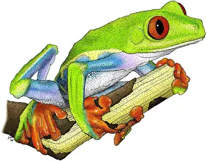Red Eyed Prints: Red-eyed Treefrog