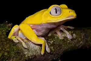 Form Prints: Red-Eyed Treefrog, Xanthic form