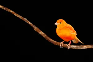 Branches Prints: Red Factor Canary on Branch