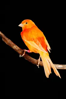 2017 Prints: Red Factor Canary on Branch portrait