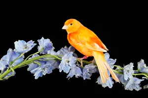 2017 Prints: Red Factor Canary on flower