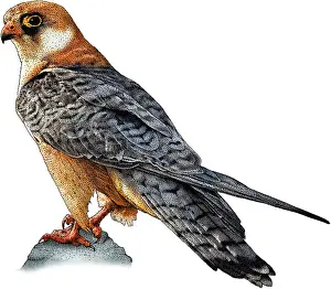 Raptor Prints: Red footed falcon