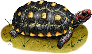 Tortoises Prints: Red-footed Tortoise