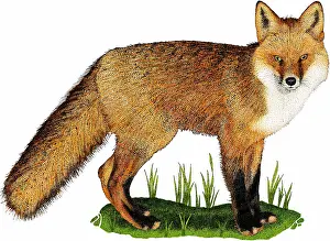 Autumn Prints: Red fox
