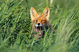 World Cultures Prints: Red fox, Cape Pierce, Alaska