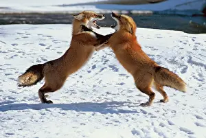 Standing Prints: Red Fox Greeting