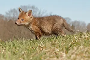 Immature Prints: Red Fox Kit in Grass