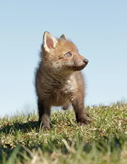 Immature Prints: Red Fox Kit in Grass
