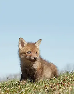 Immature Prints: Red Fox Kit in Grass - Looking Right