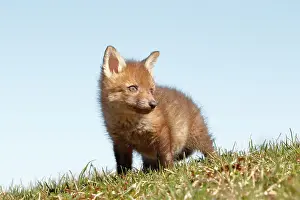 Immature Prints: Red Fox Kit in Grass - Looking Right