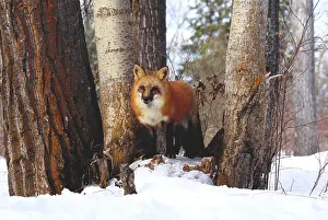 Tree Prints: Red Fox (Vulpes vulpes)
