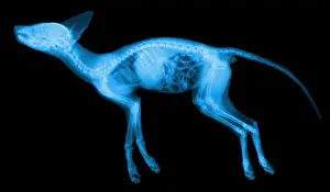 Bone Prints: Red Fox, X-ray
