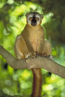 Specie Prints: Red fronted brown lemur