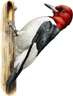 Woodpecker Prints: Red-headed Woodpecker