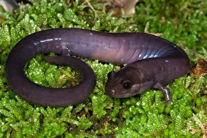 Hill Prints: Red Hills Salamander
