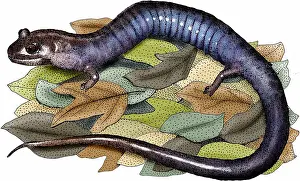 Hill Prints: Red hills salamander