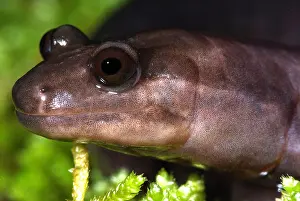 Hill Prints: Red Hills Salamander
