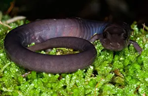 Hill Prints: Red Hills Salamander