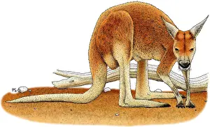Australia Prints: Red Kangaroo