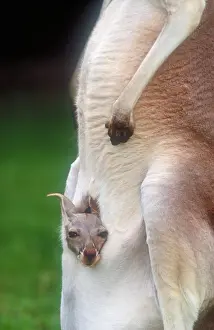 Misc 2 Prints: Red kangaroo mother and joey