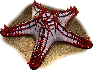 Star Prints: Red Knobbed Starfish
