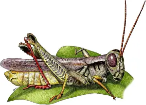 Grasshoppers Prints: Red-Legged Grasshopper