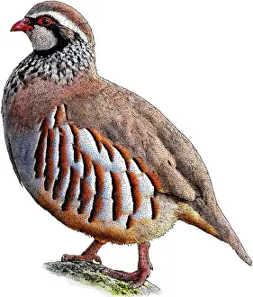 Poster Prints: Red Legged Partridge