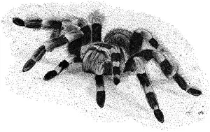 Zoology Prints: Red Legged Tarantula