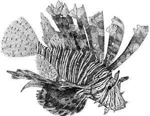 Toxic Prints: Red Lionfish