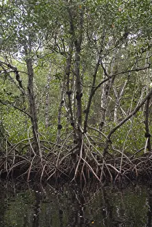Mangrove Prints: Red Mangrove Swamp, Florida