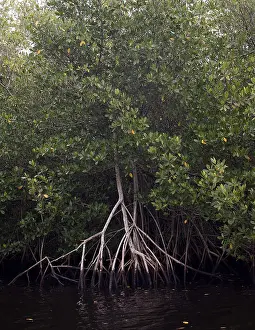 Mangrove Prints: Red Mangrove Swamp, Florida