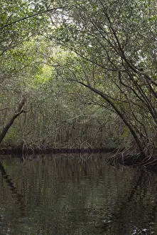 Park Prints: Red Mangrove Swamp, Florida