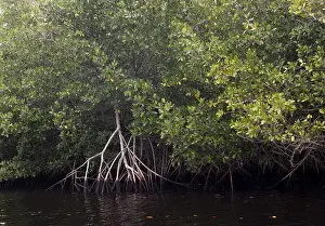 Park Prints: Red Mangrove Swamp, Florida