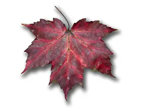 Autumn Prints: Red Maple Leaf